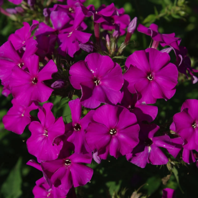 Флокс метельчатый Аида Флокс метельчатый Аида фото