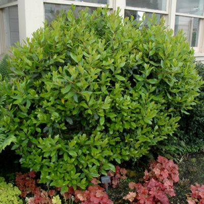 Земляничное дерево Компакта - Dolina-Sad.Ru