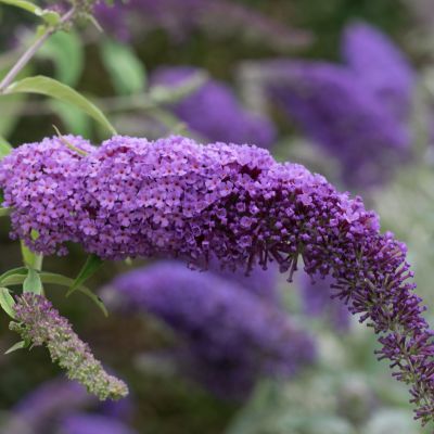 Буддлея Давида Иль-Де-Франс Буддлея Давида Иль-Де-Франс - Dolina-Sad.Ru