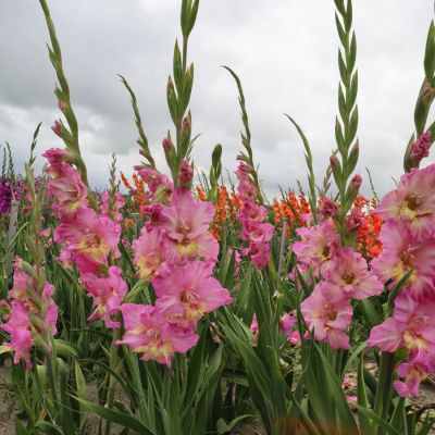 Гладиолус Хэппи Диско - Dolina-Sad.Ru