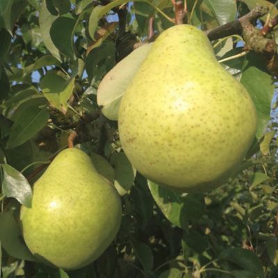 Груша Завея Груша Завея - Dolina-Sad.Ru