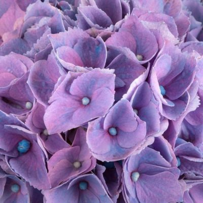 Гортензия крупнолистная Хай Кэнэл Гортензия крупнолистная Хай Кэнэл - Dolina-Sad.Ru