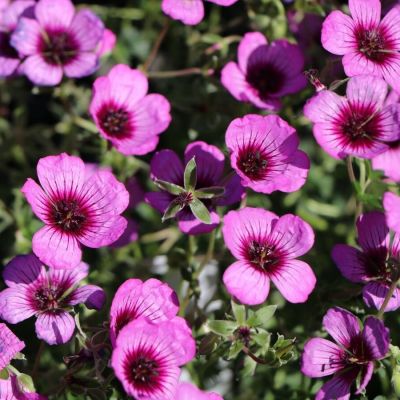 Герань пепельная Джолли Джювел Найт Герань пепельная Джолли Джювел Найт - Dolina-Sad.Ru