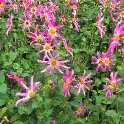 Георгина Хонка Пинк - Dolina-Sad.Ru