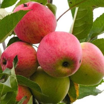 Яблоня Мечта /Летняя Яблоня Мечта /Летняя фото