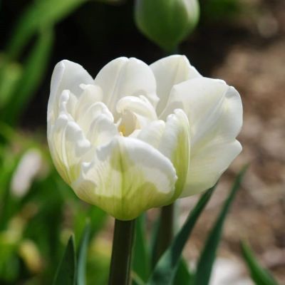 Тюльпан Маурин Дабл Тюльпан Маурин Дабл фото