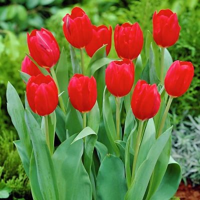 Тюльпан Эскейп Тюльпан Эскейп фото