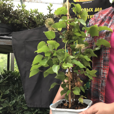 Клематис Полиш Спирит Клематис Полиш Спирит фото