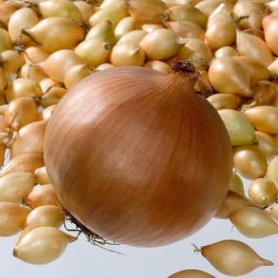 Лук-севок Сеттон F1 фото