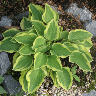 Хоста Пилгрим фото