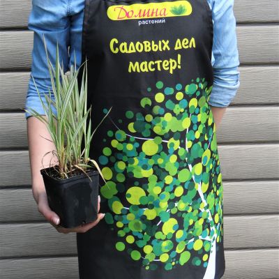 Фалярис тростниковый Фессей Фалярис тростниковый Фессей фото