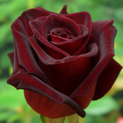 Роза Блэк Бакарра фото