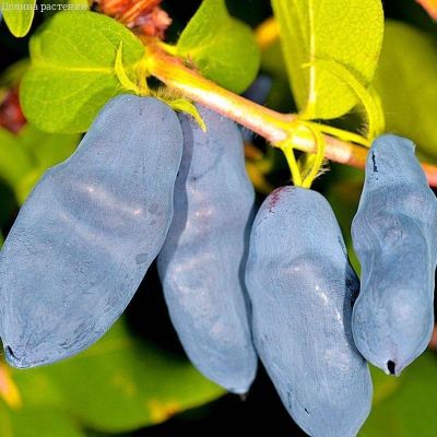 Жимолость Сильгинка Жимолость Сильгинка фото