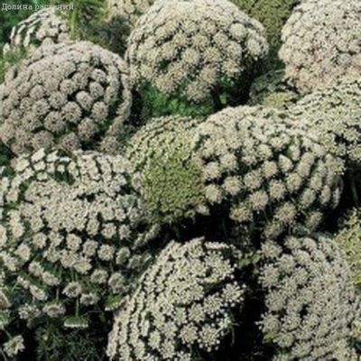 Амми Серебряный Шатер Амми Серебряный Шатер фото