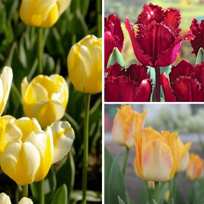 Набор 9192 Набор 9192 фото