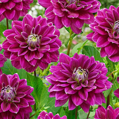 Георгина Малдини - Dolina-Sad.Ru