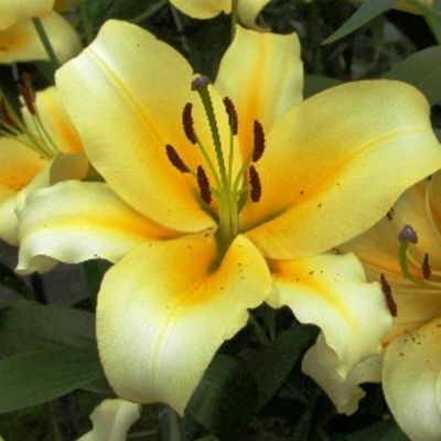 Лилия Серано Лилия Серано фото