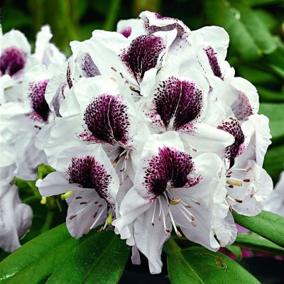 Рододендрон Кальсап Рододендрон Кальсап фото