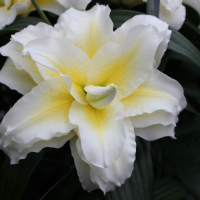 Лилия Роузлили Людвина - Dolina-Sad.Ru