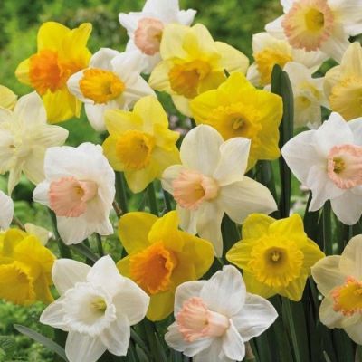 Набор 25 нарциссов сплит Набор 25 нарциссов сплит фото