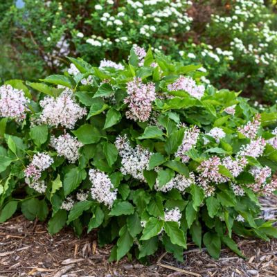 Сирень Литтл Леди Сирень Литтл Леди - Dolina-Sad.Ru