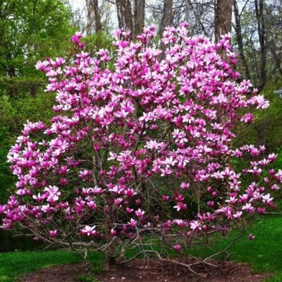 Магнолия лилиецветная Нигра фото