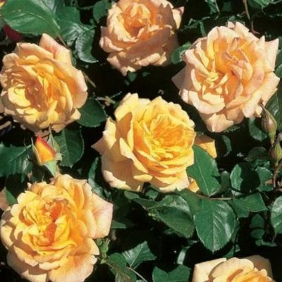 Роза Мишка Роза Мишка - Dolina-Sad.Ru