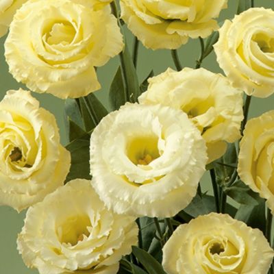 Эустома Алисса желтая F1, гранул. пробирка Эустома Алисса желтая F1, гранул. пробирка - Dolina-Sad.Ru