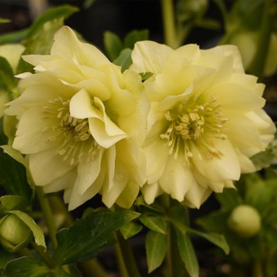 Морозник Голден Дисковери Морозник Голден Дисковери - Dolina-Sad.Ru