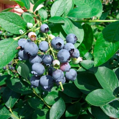 Голубика Блюджей (Высокорослая) Голубика Блюджей (Высокорослая) - Dolina-Sad.Ru