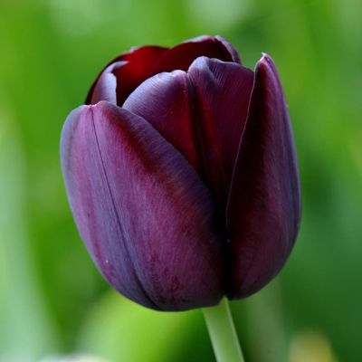 Тюльпан Кафе Нуар Тюльпан Кафе Нуар фото