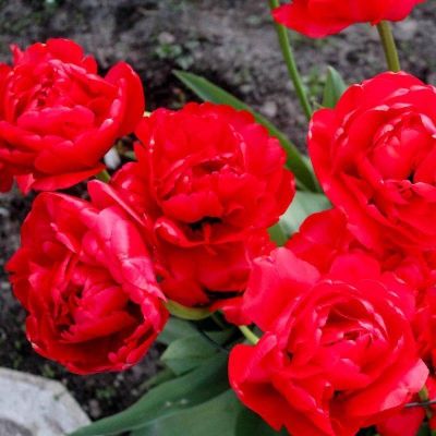 Тюльпан Миранда Тюльпан Миранда фото