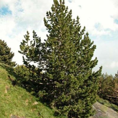 Сосна горная крючковатая, С3 Сосна горная крючковатая, С3 - Dolina-Sad.Ru