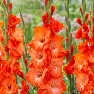 Гладиолус Сторми Гладиолус Сторми - Dolina-Sad.Ru