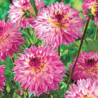 Георгина Кордесса Георгина Кордесса - Dolina-Sad.Ru