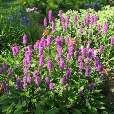 Чистец Монье Хуммело Чистец Монье Хуммело фото