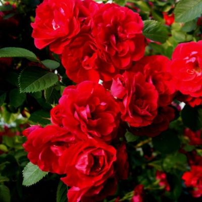 Роза Красный Маяк - Dolina-Sad.Ru