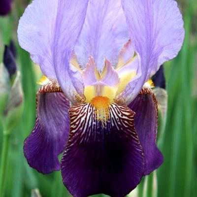 Ирис Альказар Ирис Альказар - Dolina-Sad.Ru