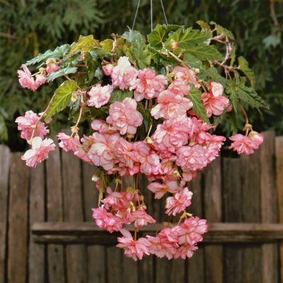 Бегония Ампельная Пикоти Лэйс Флоренс Бегония Ампельная Пикоти Лэйс Флоренс фото