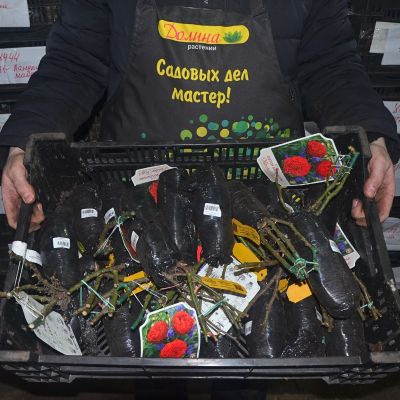 Роза Аут оф Розенхайм - Dolina-Sad.Ru