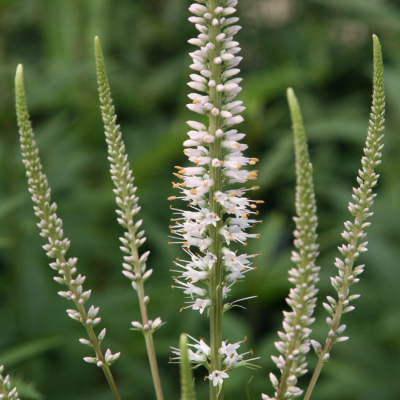 Вероника виргинский Альбум фото