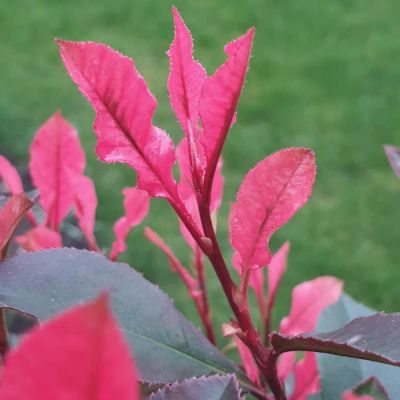 Фотиния фразера Фенна Фотиния фразера Фенна - Dolina-Sad.Ru