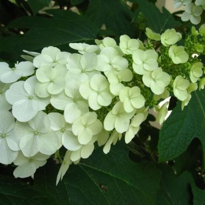 Гортензия дуболистная Сноу Квин Гортензия дуболистная Сноу Квин - Dolina-Sad.Ru