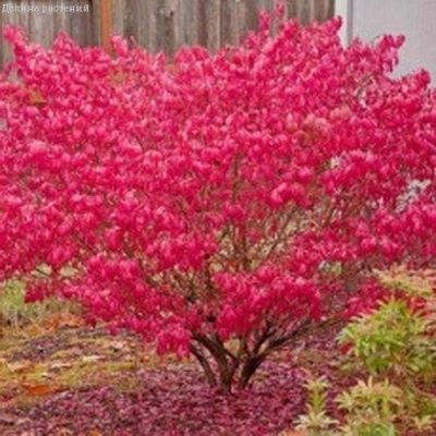 Бересклет европейский Ред Каскад Бересклет европейский Ред Каскад фото