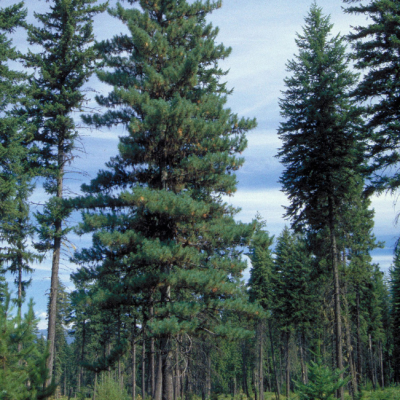 Сосна горная западная фото
