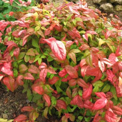 Нандина домашняя Ред Лайт Нандина домашняя Ред Лайт - Dolina-Sad.Ru