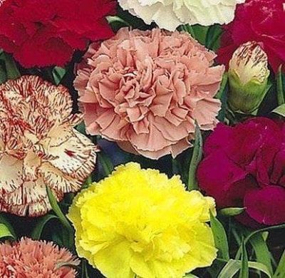 Гвоздика Шабо Пикоти Микс Гвоздика Шабо Пикоти Микс фото