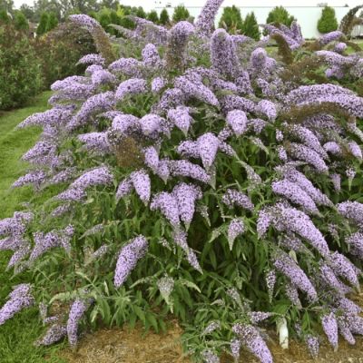 Буддлея Давида Вистерия Лейн Буддлея Давида Вистерия Лейн - Dolina-Sad.Ru