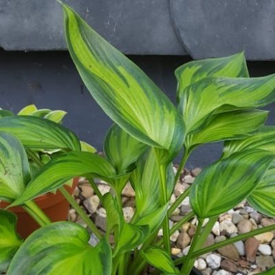 Хоста Аиша Хоста Аиша - Dolina-Sad.Ru