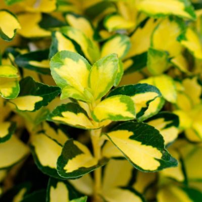 Бересклет японский Экстаз Бересклет японский Экстаз - Dolina-Sad.Ru